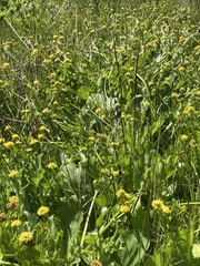 Sanicula maritima