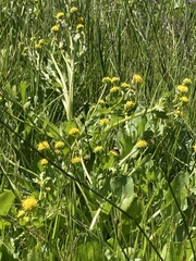 Sanicula maritima