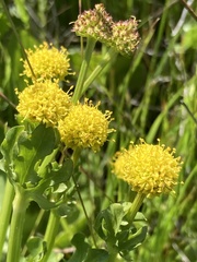 Sanicula maritima