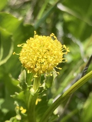 Sanicula maritima
