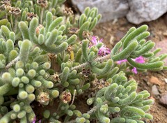 Drosanthemum archeri