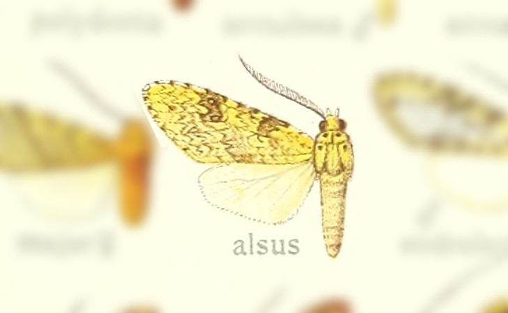 Lophocampa alsus