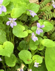 Rostratae