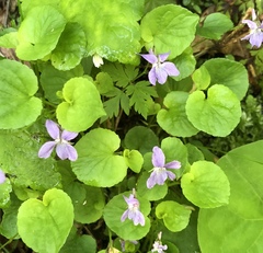 Rostratae