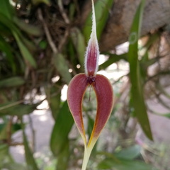 Bulbophyllum maxillare