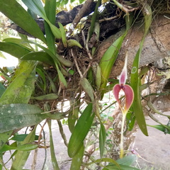 Bulbophyllum maxillare