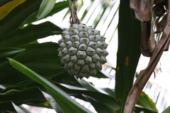 Pandanus utilis