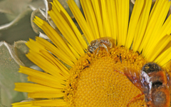 Halictus concinnus