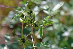 Bituminaria bituminosa