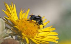 Melecta caroli