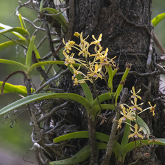 Vanda testacea