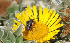 Melecta caroli