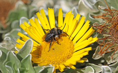 Melecta caroli