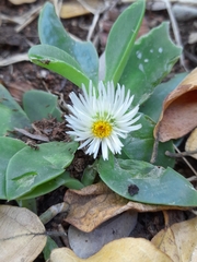 Delosperma tradescantioides