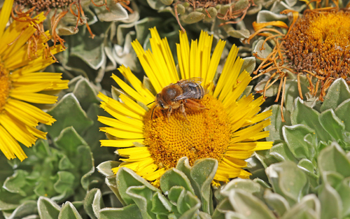 Eucera algira