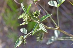 Bituminaria bituminosa