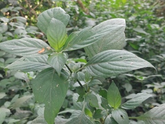 Justicieae