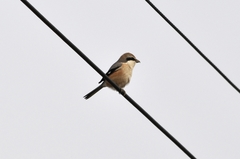 Lanius bucephalus
