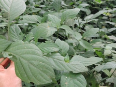 Justicieae