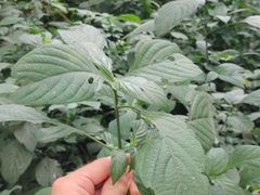 Justicieae