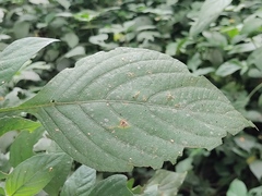 Justicieae