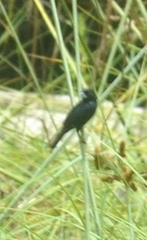 Sporophila crassirostris