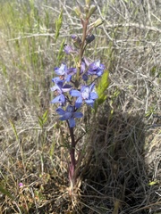 Delphinium recurvatum