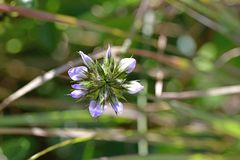 Bituminaria bituminosa