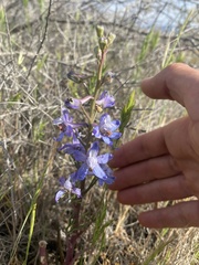 Delphinium recurvatum