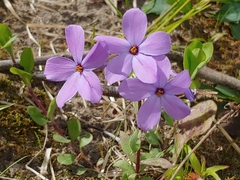 Phlox stolonifera