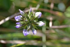 Bituminaria bituminosa