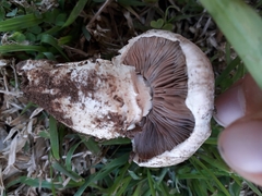 Agaricus bernardiiformis