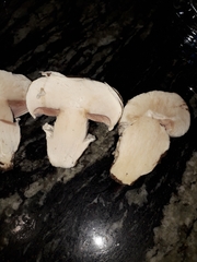 Agaricus bernardiiformis