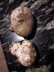 Agaricus bernardiiformis