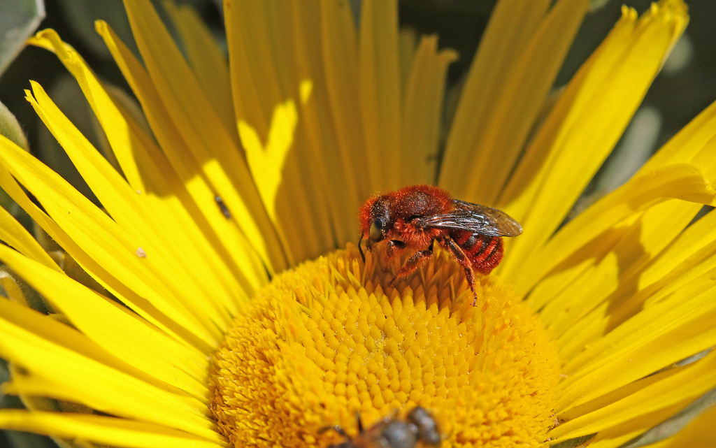 Osmia cinnabarina