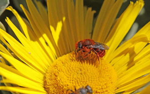 Osmia cinnabarina