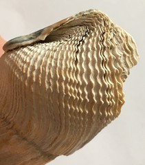 Zirfaea crispata