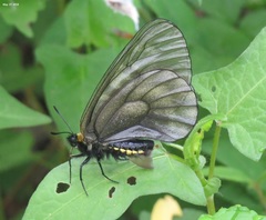 Parnassius stubbendorfii