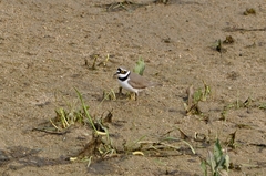Charadrius dubius