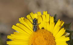 Osmia submicans