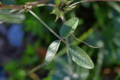 Bituminaria bituminosa