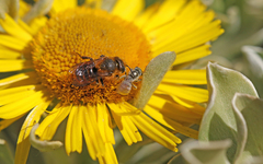 Halictus concinnus