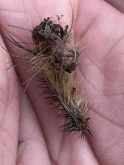Entomophaga maimaiga