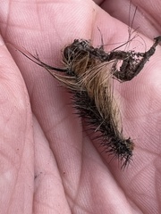 Entomophaga maimaiga