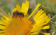 Halictus concinnus