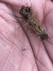 Entomophaga maimaiga