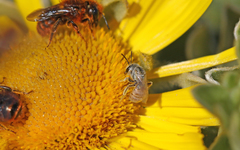 Halictus concinnus