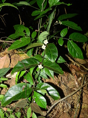Phaeostemma surinamensis