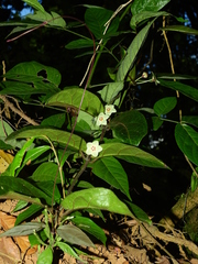 Phaeostemma surinamensis