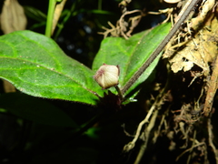Phaeostemma surinamensis